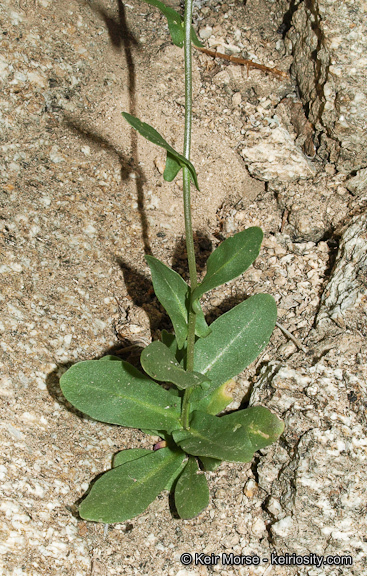 Image of Cooper's wild cabbage