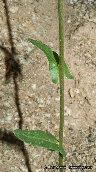 Image de Caulanthus cooperi (S. Watson) Payson