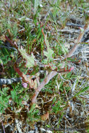 Image of Peirson's browneyes