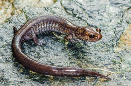 Слика од Plethodon elongatus Van Denburgh 1916