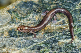 Слика од Plethodon elongatus Van Denburgh 1916