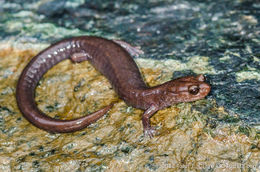 Слика од Plethodon elongatus Van Denburgh 1916