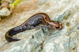 Слика од Plethodon elongatus Van Denburgh 1916