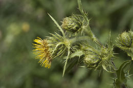 Plancia ëd Cirsium parryi (A. Gray) Petr.