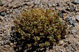 Image of fewseed draba