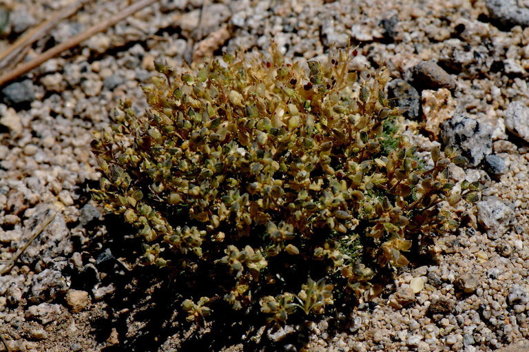 Image of fewseed draba