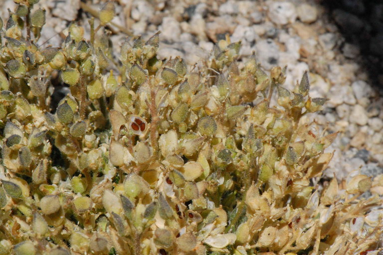 Image of fewseed draba