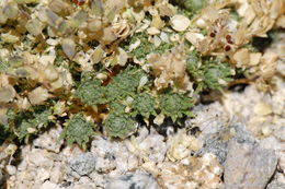 Image of fewseed draba