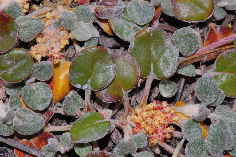 Imagem de Eriogonum marifolium A. Gray