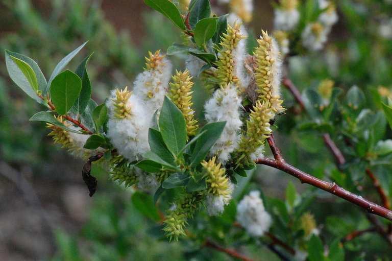 Salix boothii Dorn resmi