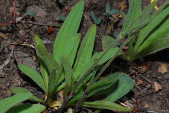 Image of Oregon silene