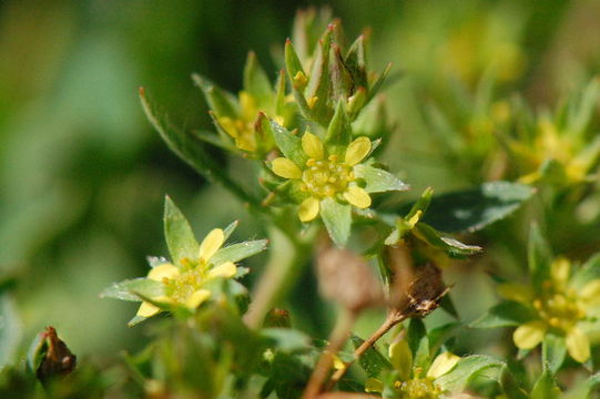 Imagem de Sibbaldia procumbens L.