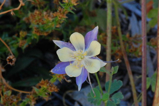 Image of <i>Aquilegia <i>coerulea</i></i> var. coerulea