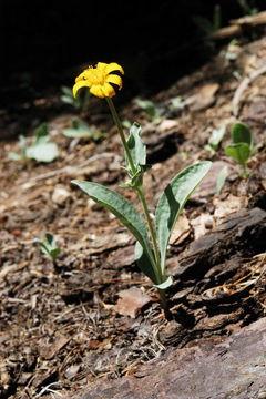 Image of hairy arnica