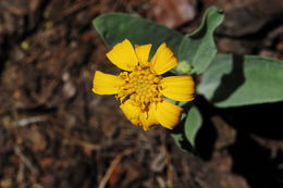 Image of hairy arnica