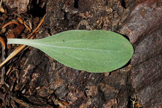 Image of hairy arnica