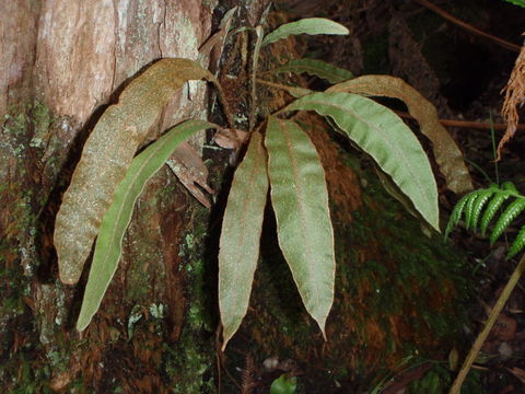 Image de Elaphoglossum paleaceum (Hook. & Grev.) Sledge