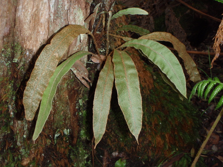 Elaphoglossum paleaceum (Hook. & Grev.) Sledge resmi