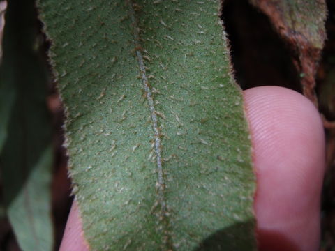 Image de Elaphoglossum paleaceum (Hook. & Grev.) Sledge