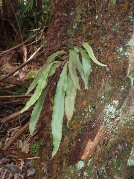 Image de Elaphoglossum paleaceum (Hook. & Grev.) Sledge