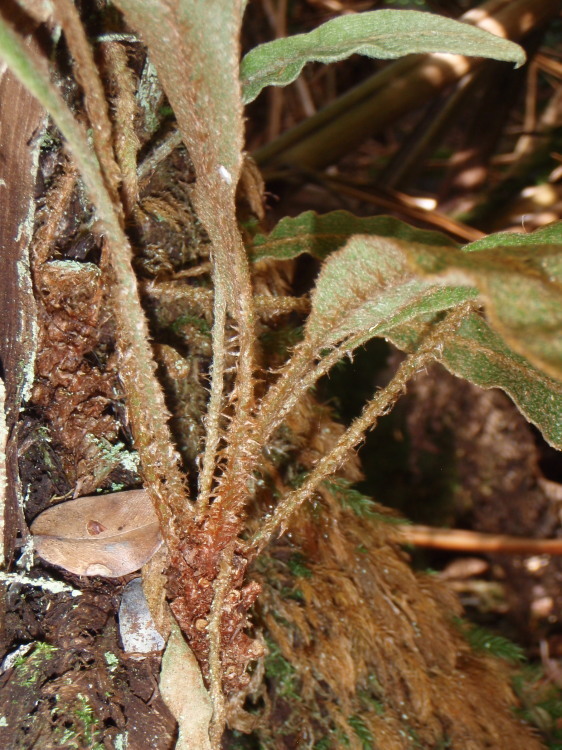 Imagem de Elaphoglossum paleaceum (Hook. & Grev.) Sledge