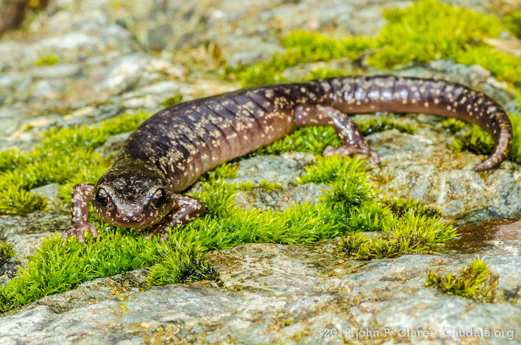 Image of Wandering Salamander