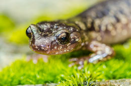 Image of Wandering Salamander