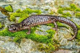 Image of Wandering Salamander