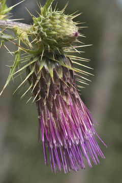 صورة Cirsium arizonicum var. bipinnatum (Eastw.) D. J. Keil