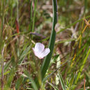 Imagem de Calochortus umbellatus Alph. Wood