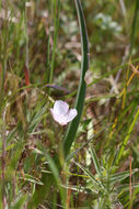 Imagem de Calochortus umbellatus Alph. Wood