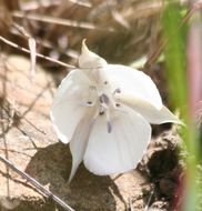 Image de Calochortus umbellatus Alph. Wood