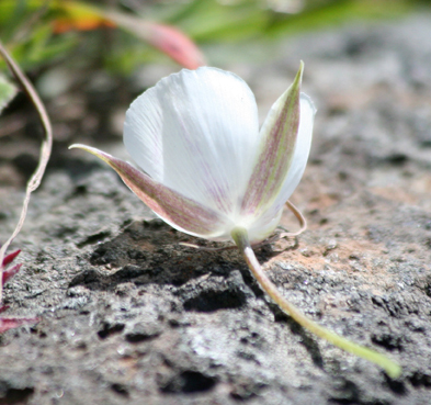 Image de Calochortus umbellatus Alph. Wood