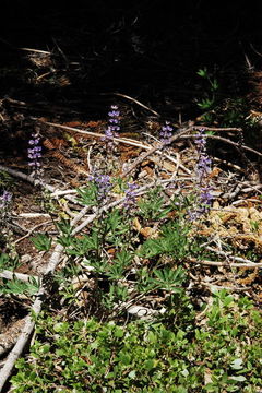 Imagem de Lupinus arbustus Lindl.