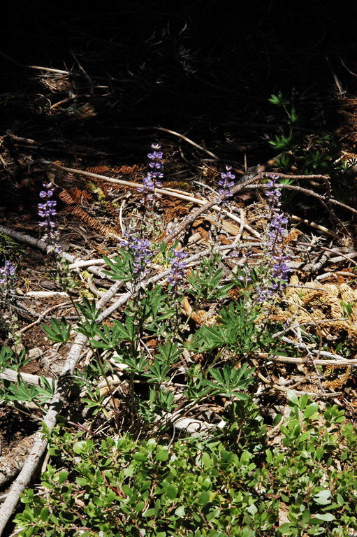 Imagem de Lupinus arbustus Lindl.