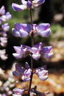 Imagem de Lupinus arbustus Lindl.