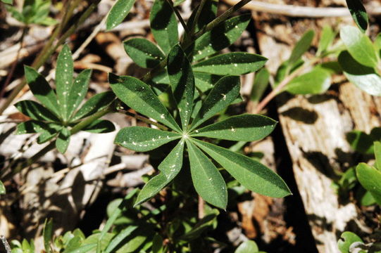 Imagem de Lupinus arbustus Lindl.