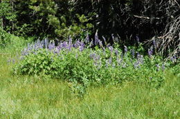 Image of big-leaved lupine