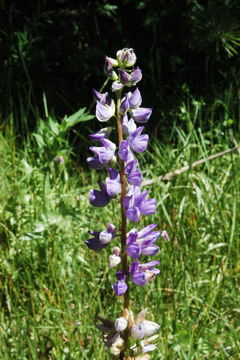 Image of big-leaved lupine