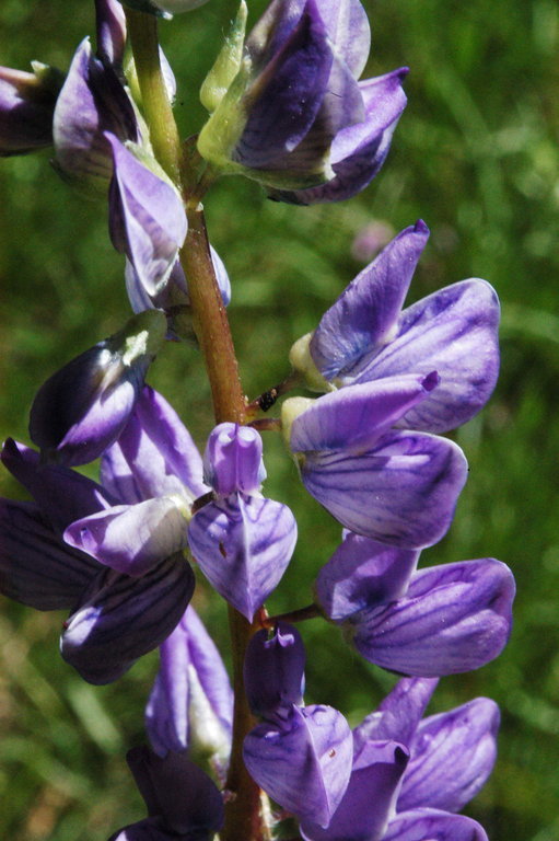 Image of big-leaved lupine