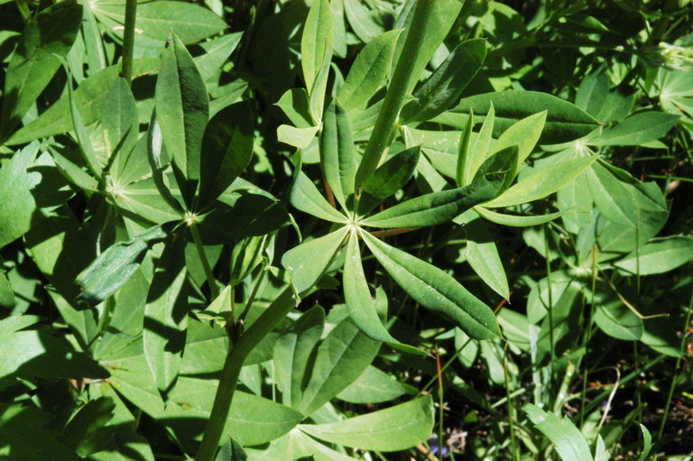 Image of big-leaved lupine