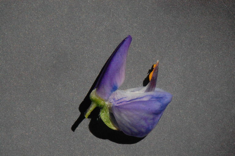 Image of big-leaved lupine