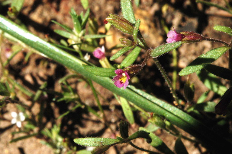 Plancia ëd <i>Mimulus nanus</i>