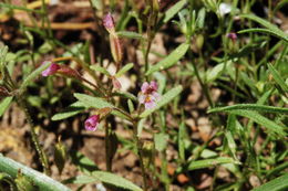 Plancia ëd <i>Mimulus nanus</i>