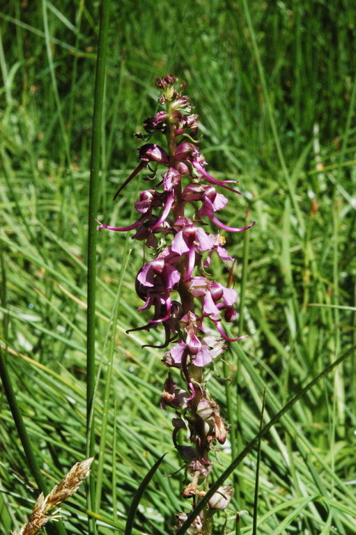 Image of elephanthead lousewort