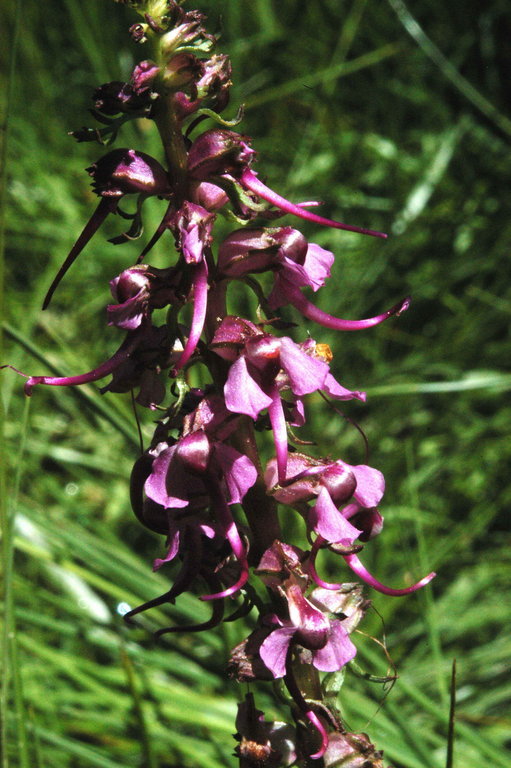 Image of elephanthead lousewort