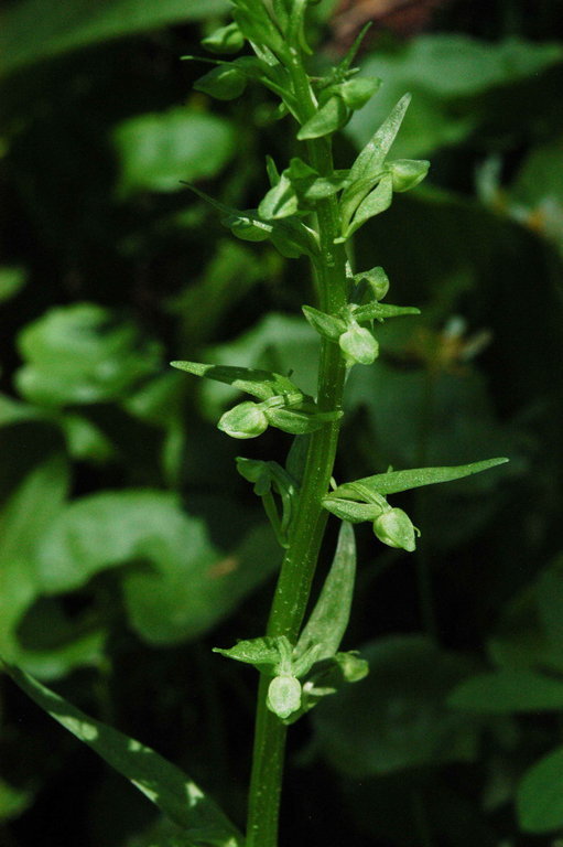 Image of Canyon Bog Orchid