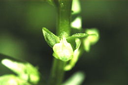 Image of Canyon Bog Orchid