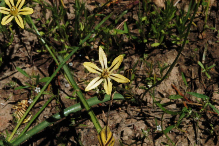 Sivun Triteleia ixioides subsp. anilina (Greene) L. W. Lenz kuva