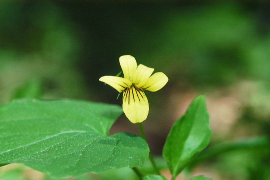 Image of Pioneer Violet